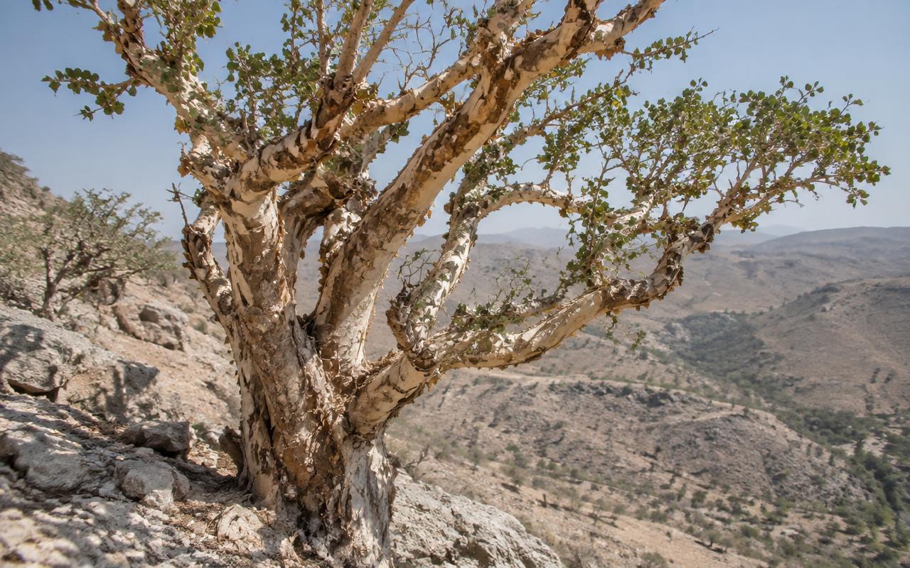 Frankincense resin on the bark of a tree in Dhofar